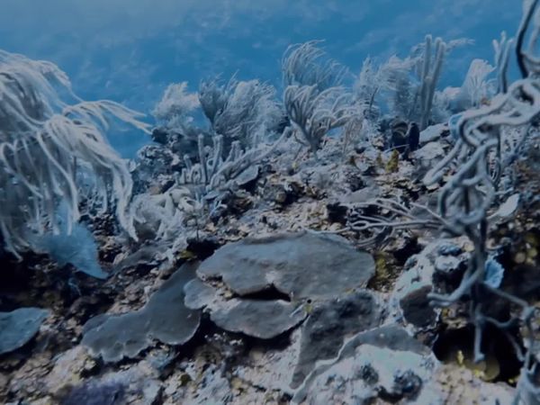 Top Dive Sites - Riviera Maya