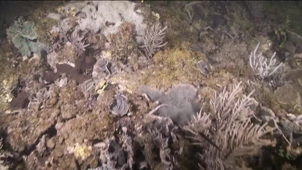 Top Dive Sites - Portobelo