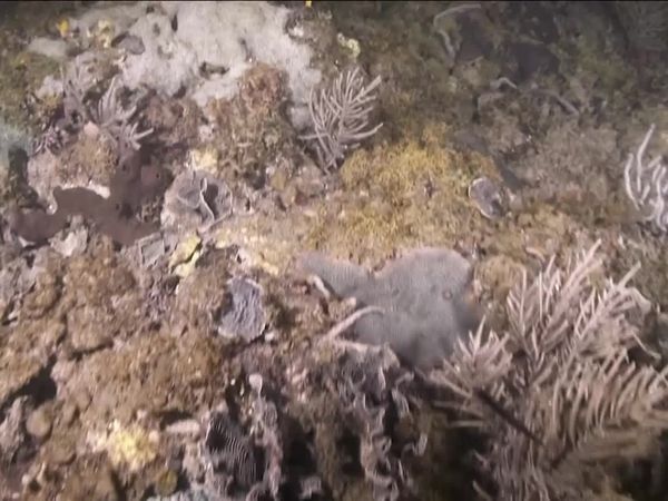 Top Dive Sites - Portobelo