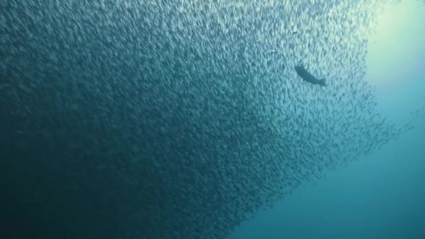 Top Dive Sites - Cabo de Palos