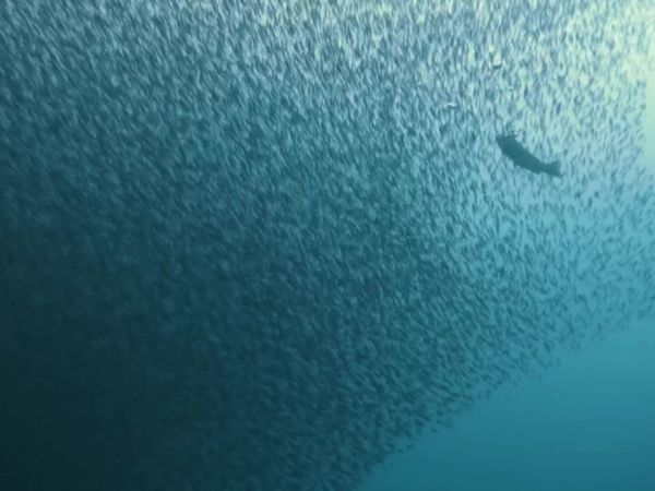Top Dive Sites - Cabo de Palos