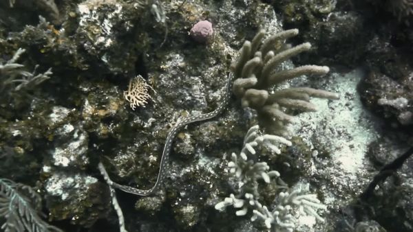 Top Dive Sites - Utila