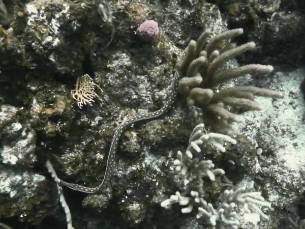 Top Dive Sites - Utila