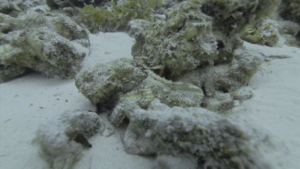 Top Dive Sites - Zanzibar