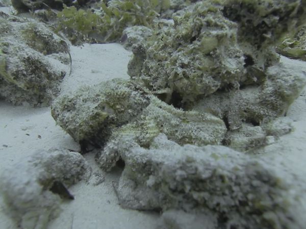 Top Dive Sites - Zanzibar