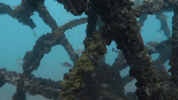 Top Dive Sites - Brazil