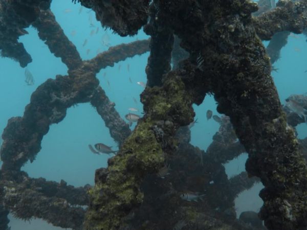Top Dive Sites - Brazil