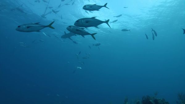 Top Dive Sites - Bahamas