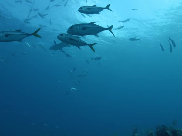 Top Dive Sites - Bahamas