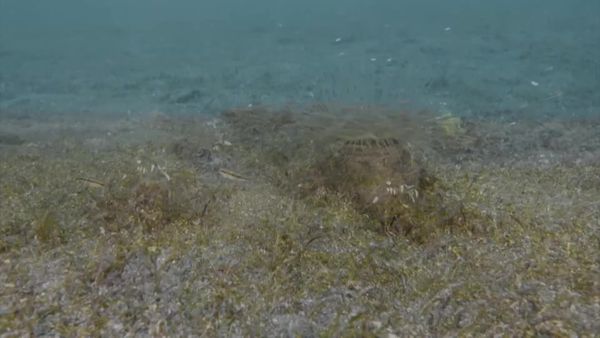 Top Dive Sites - Anilao