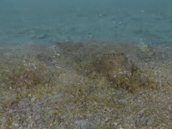 Top Dive Sites - Anilao