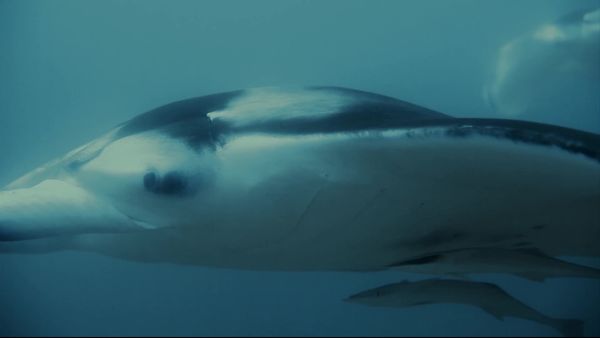 Top Dive Sites - Maldives
