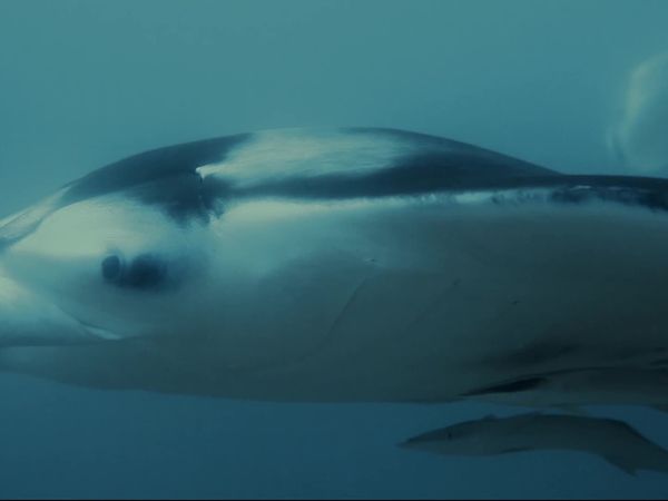 Top Dive Sites - Maldives