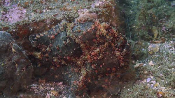 Top Dive Sites - Bali