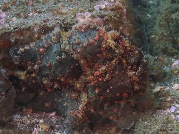 Top Dive Sites - Bali