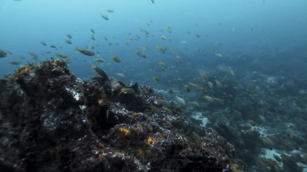 Top Dive Sites - Sao Vicente & Santo Antao