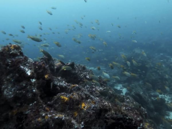Top Dive Sites - Sao Vicente & Santo Antao