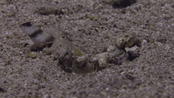Top Dive Sites - Aqaba