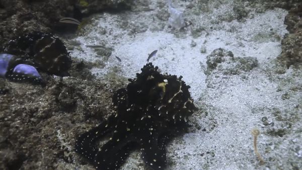 Top Dive Sites - Tofo