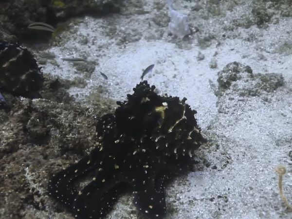 Top Dive Sites - Tofo
