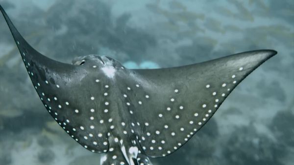 Top Dive Sites - Seychelles