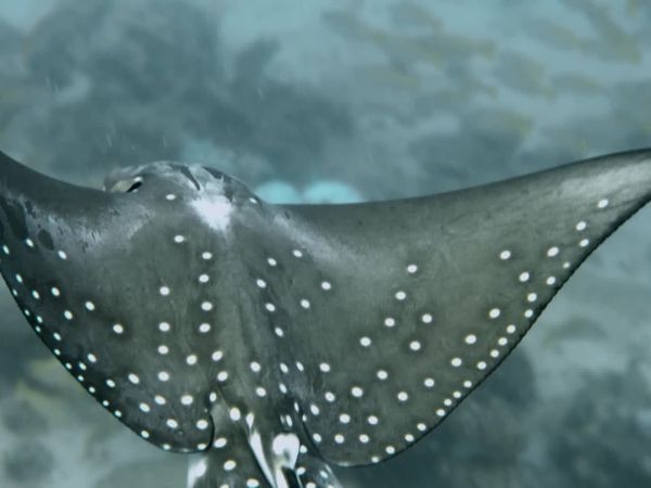 Top Dive Sites - Seychelles