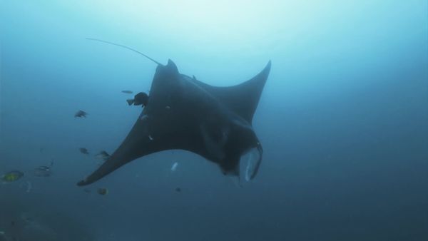 Top Dive Sites - Raja Ampat