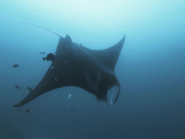 Top Dive Sites - Raja Ampat
