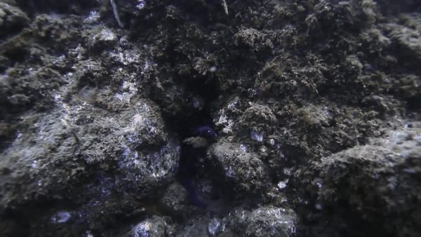 Top Dive Sites - Sao Miguel