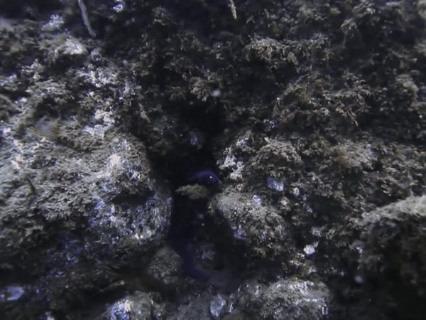 Top Dive Sites - Sao Miguel