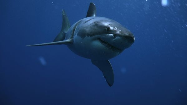 Alerte à Malibu - Les Requins tueurs