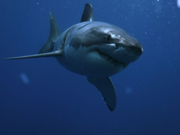 Alerte à Malibu - Les Requins tueurs