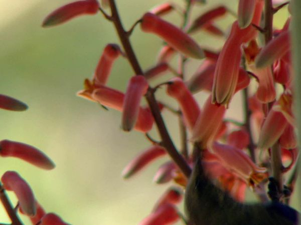 Fascinating Places - Fascinating Madagascar – The Wild West Coast / The Forests of the Northeast