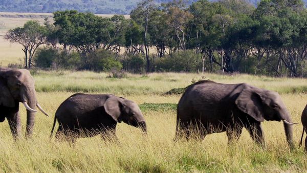 Fascinating Places - Fascinating Maasai Mara – On Safari in Kenya’s Nature Paradise / Fascinating Andes