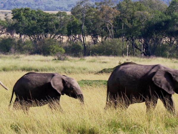 Fascinating Places - Fascinating Maasai Mara – On Safari in Kenya’s Nature Paradise / Fascinating Andes