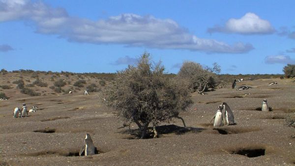 Fascinating Places - Fascinating Patagonia – Untamed Wilderness / Fascinating South America – From Pantanal to the Iguacu Waterfalls