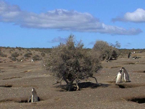 Fascinating Places - Fascinating Patagonia – Untamed Wilderness / Fascinating South America – From Pantanal to the Iguacu Waterfalls