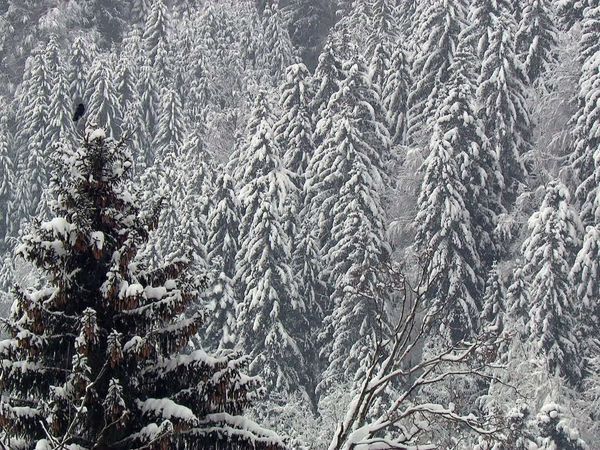 Fascinating Places - Fascinating Winter Wilderness – The Magic Wishing Table / Animal Survival Experts