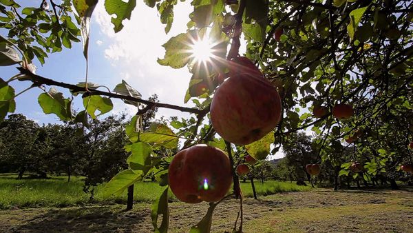 Fascinating Places - The Fascinating Mixed Orchard – Autumn and Winter / Spring and Summer