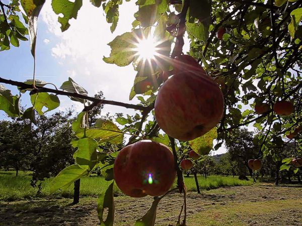 Fascinating Places - The Fascinating Mixed Orchard – Autumn and Winter / Spring and Summer