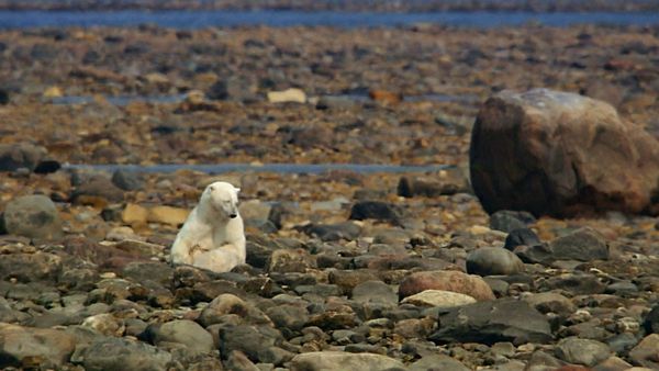 Fascinating Places - Fascinating Canada – A Summer with Polar Bears at the Hudson Bay / Summertime Wilderness