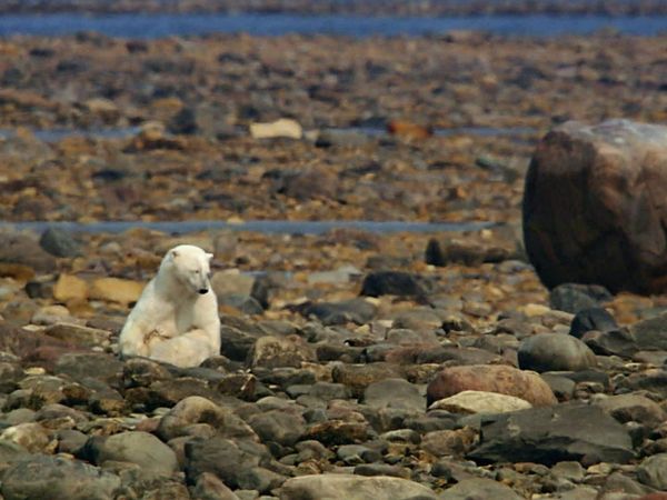 Fascinating Places - Fascinating Canada – A Summer with Polar Bears at the Hudson Bay / Summertime Wilderness