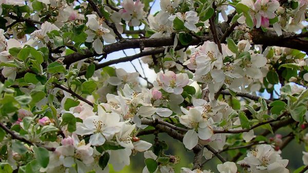 Fascinating Places - Fascinating Switzerland – High up in the Jura Mountains / Through the Seasons in the Jura Mountains