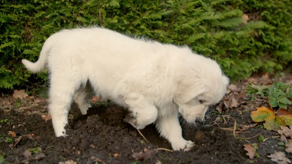 10 Puppies And Us - Episode 1