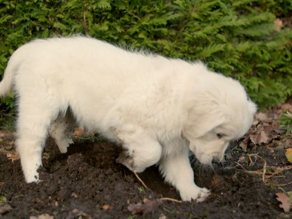 10 Puppies And Us - Episode 1