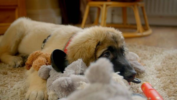 10 Puppies And Us - Episode 4