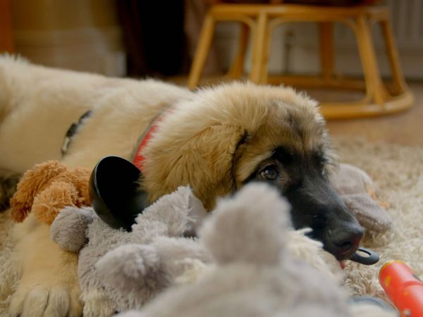 10 Puppies And Us - Episode 4