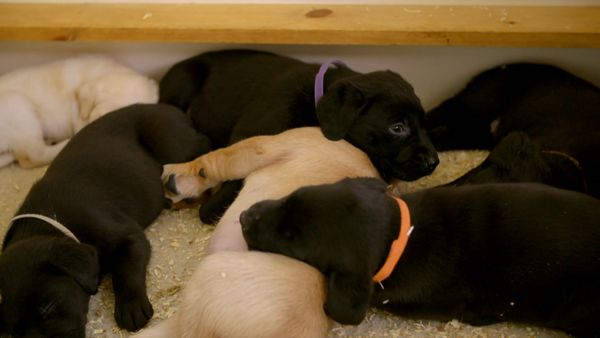 10 Puppies And Us - Episode 3