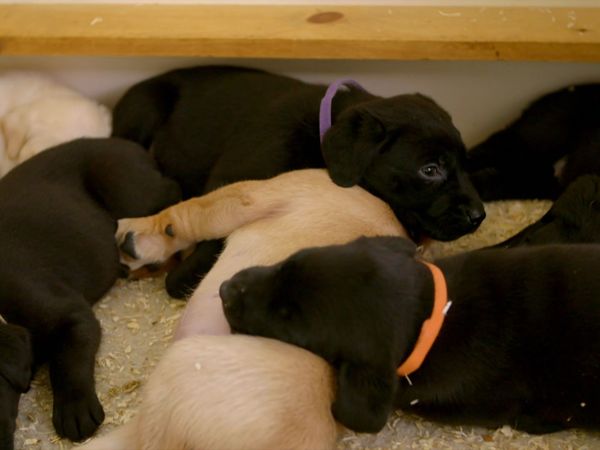 10 Puppies And Us - Episode 3