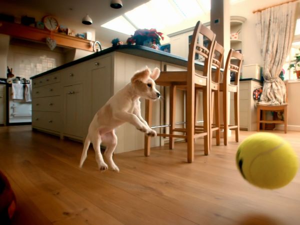 10 Puppies And Us - Episode 2